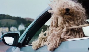 VW Dog