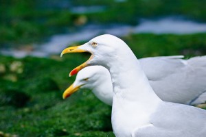 seagulls in Llandudno